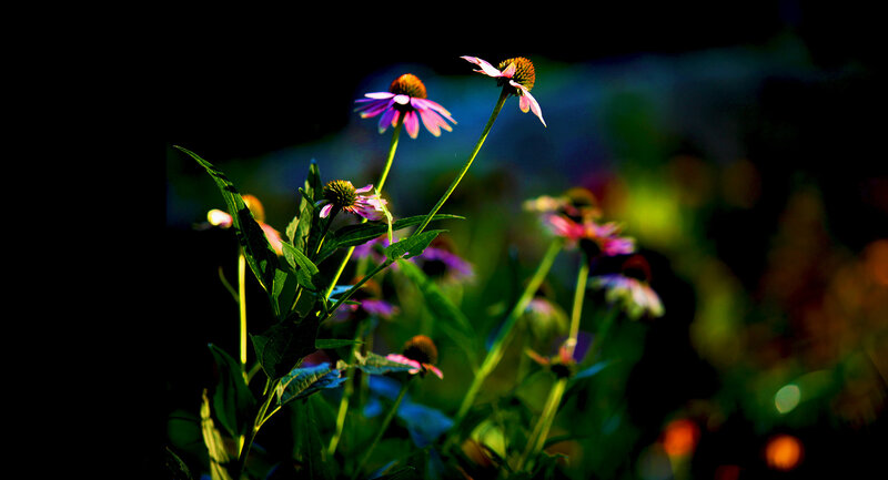 Purple Coneflowers in Garden — Dramatic