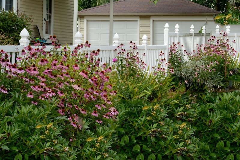 Purple Coneflowers in Garden — Green