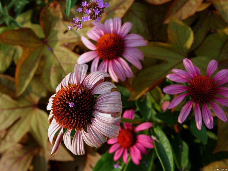Purple Coneflowers in Garden — Pink, Calm, Afternoon
