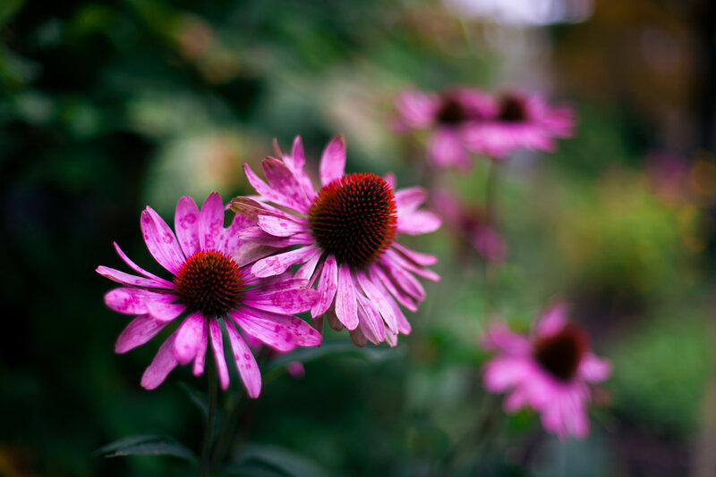 Purple Coneflowers in Garden — Pink, Calm