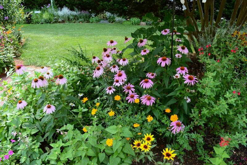 Purple Coneflowers in Garden — Pink, Serene, Afternoon
