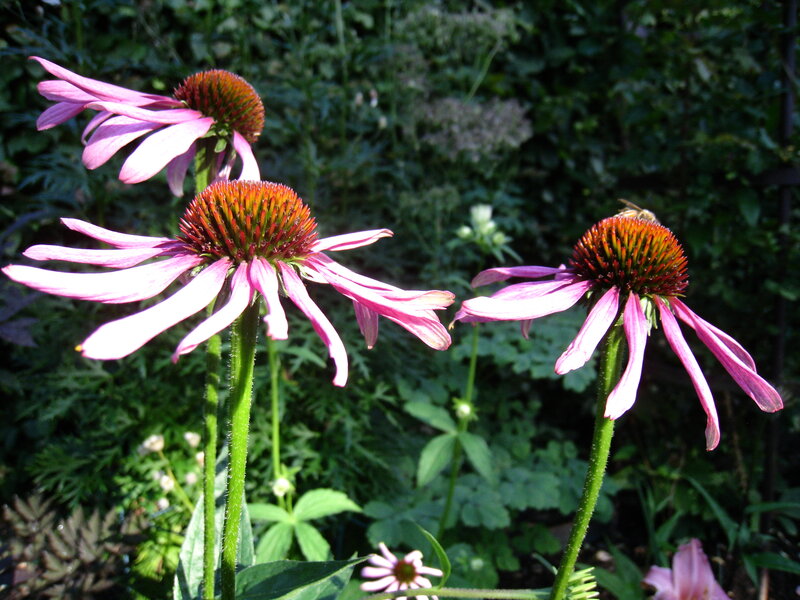 Purple Coneflowers in Garden — Pink, Serene
