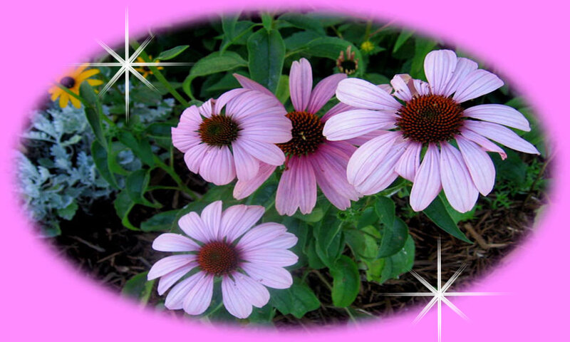 Purple Coneflowers in Garden — Pink