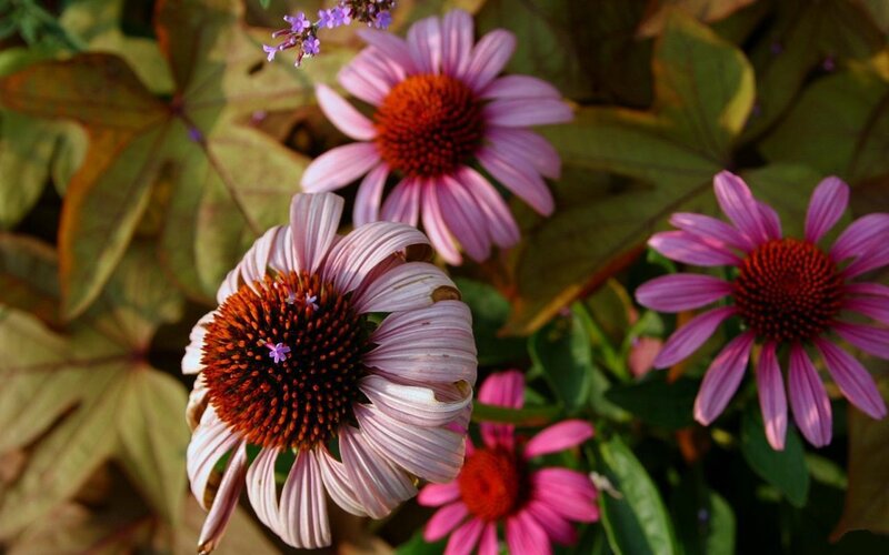 Purple Coneflowers in Garden