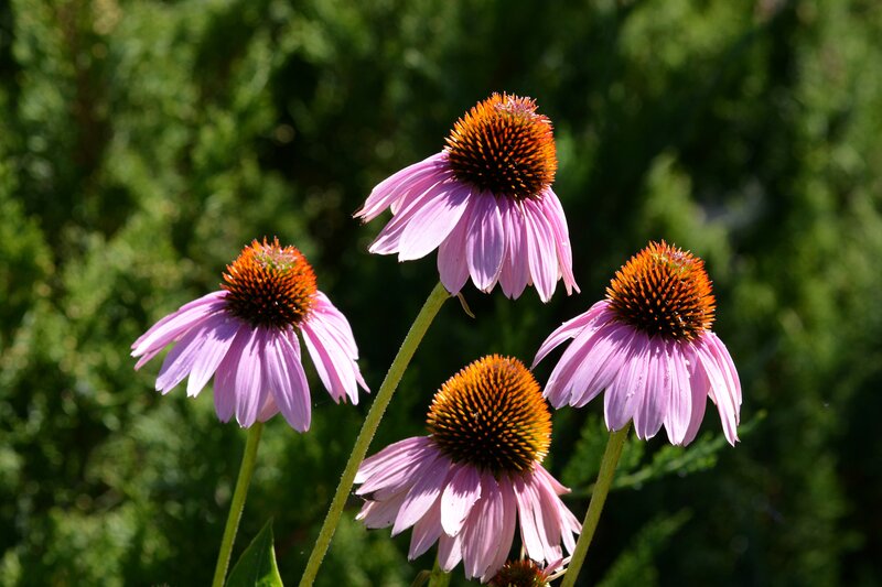 Purple Coneflowers — Serene