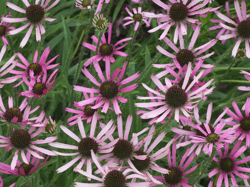 Purple Coneflowers