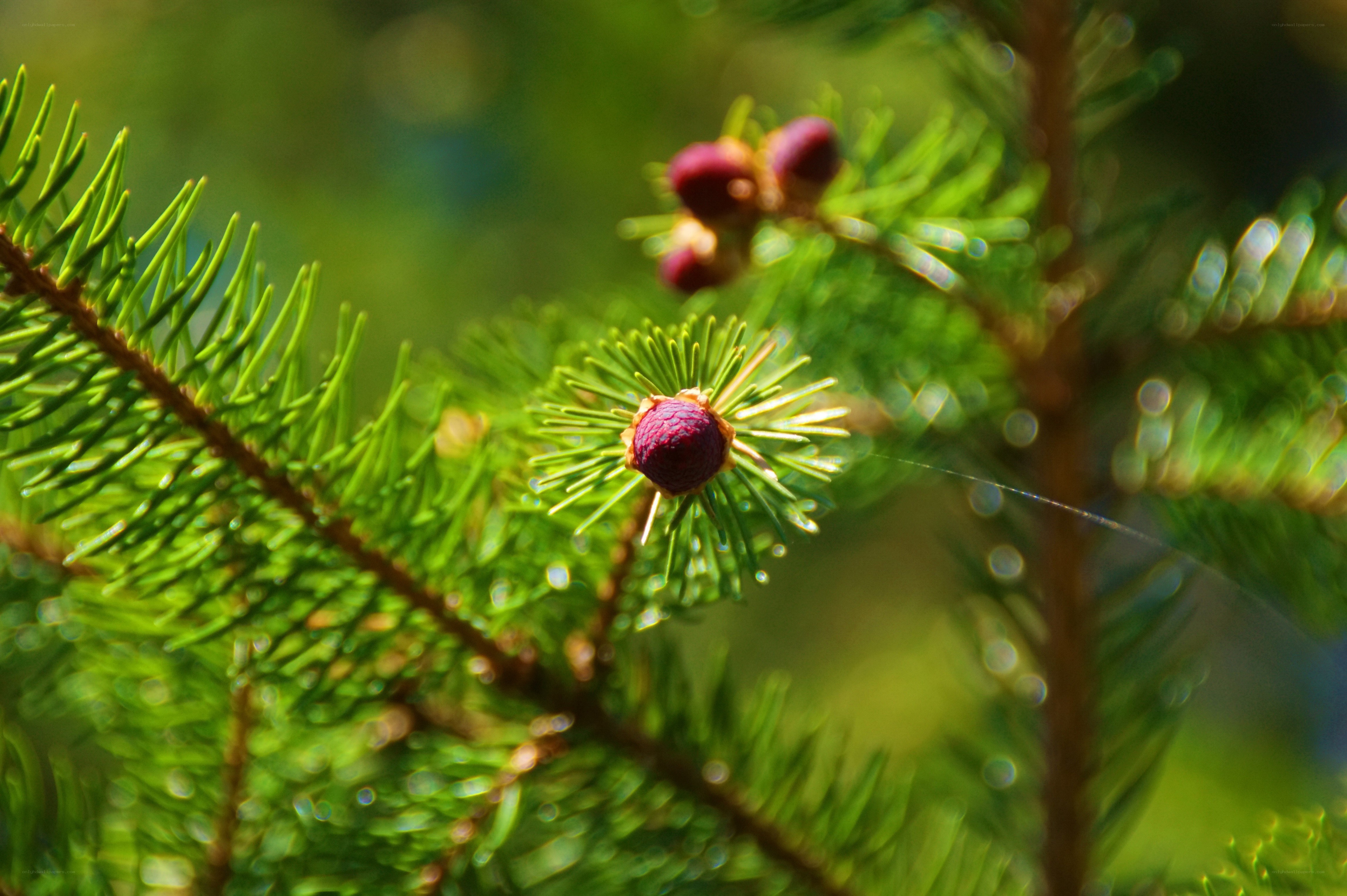 Purple cones on a pine branch