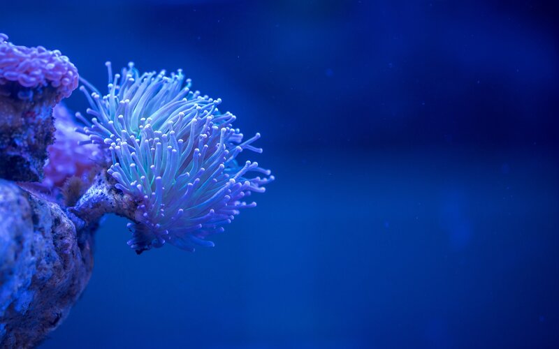Purple Coral Polyp