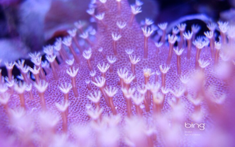Purple Coral Polyps