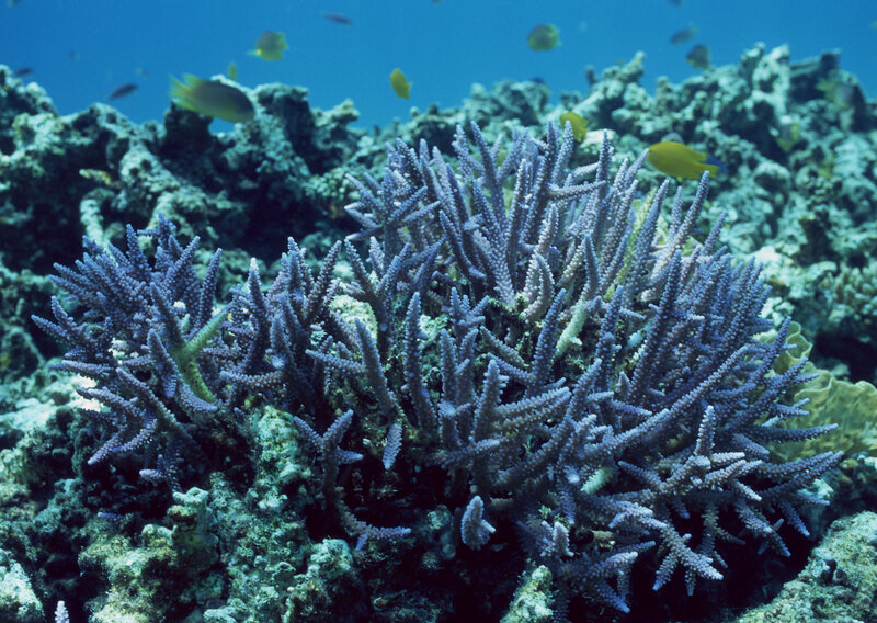 Purple Coral Reef