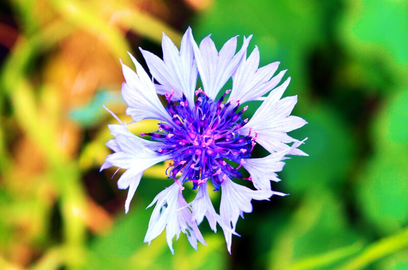 Purple Cornflower Bloom — Calm, Afternoon