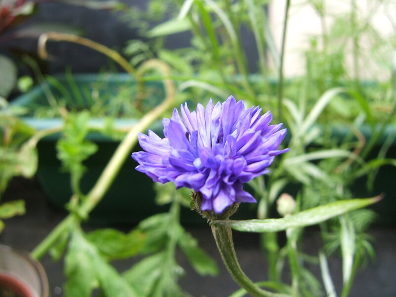 Purple Cornflower Bloom — Calm