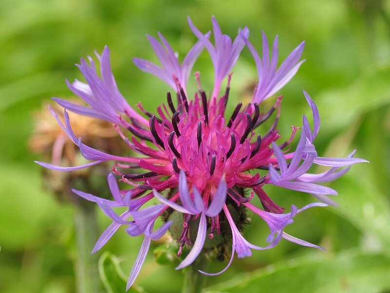 Purple Cornflower Bloom — Natural, Summer