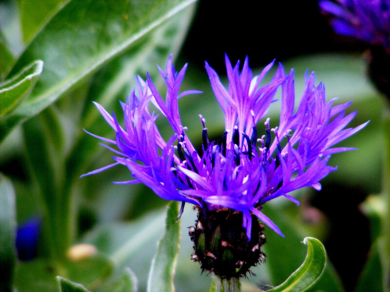 Purple Cornflower Bloom — Natural