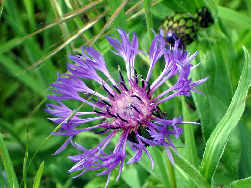 Purple Cornflower Bloom