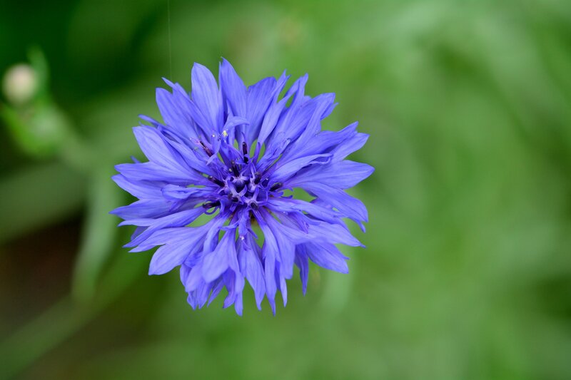 Purple Cornflower — Blue, Calm