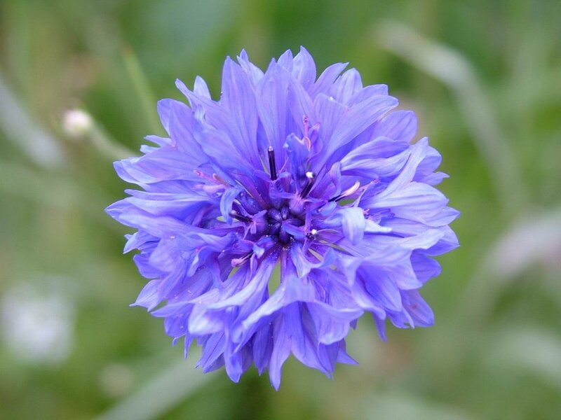 Purple Cornflower — Blue