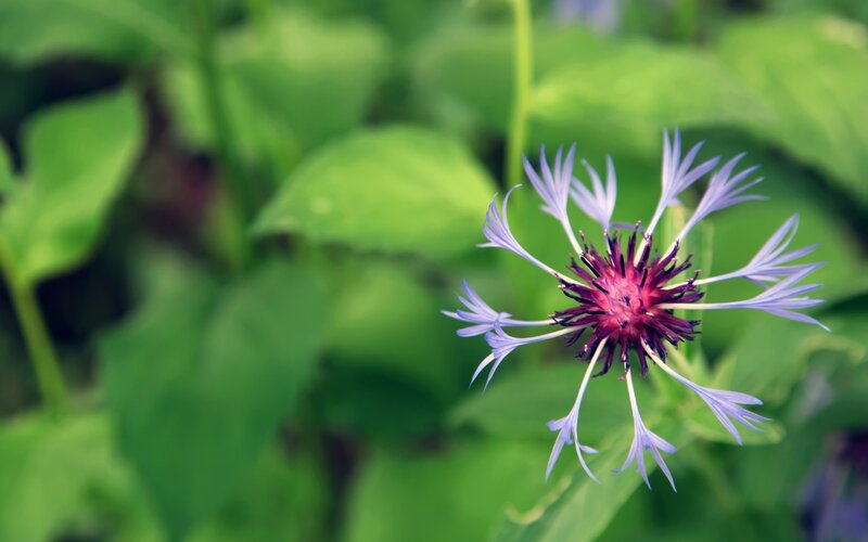 Purple Cornflower Flower — Serene