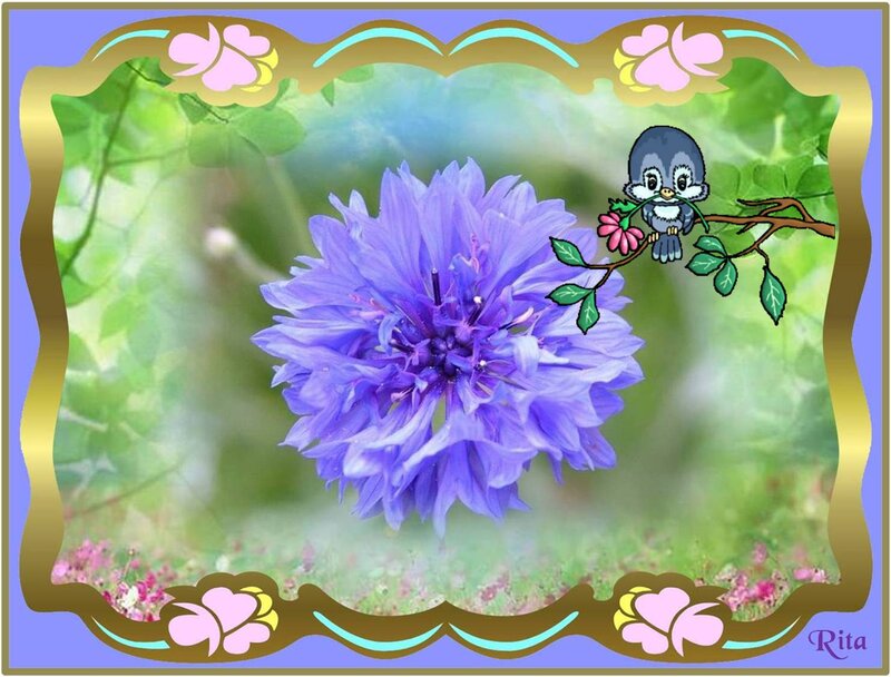 Purple Cornflower Flower