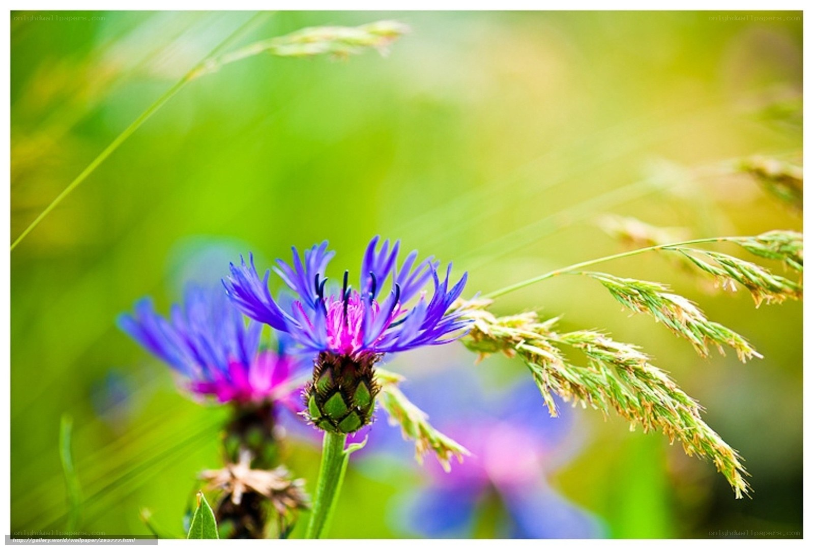 Purple cornflower in a meadow
