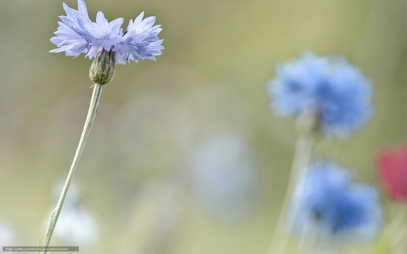 Purple Cornflower in Field — Blue