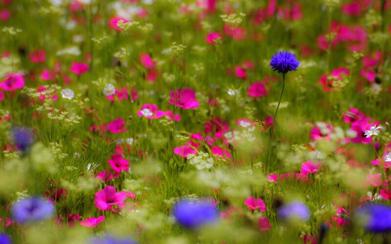 Purple Cornflower in Field — Green
