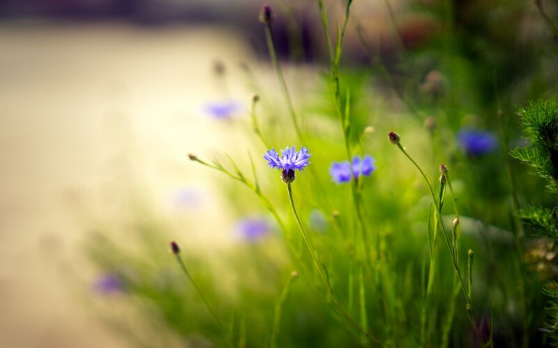 Purple Cornflower in Field — Serene, Afternoon