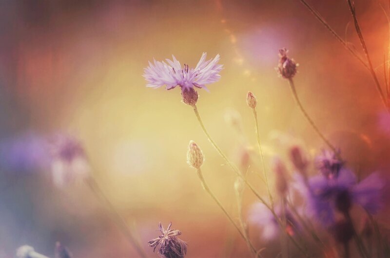 Purple Cornflower in Field — Serene, Sunset