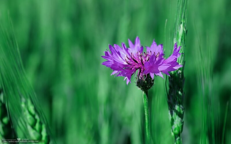 Purple Cornflower in Field — Serene