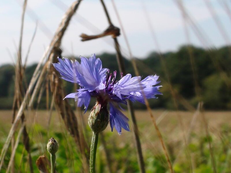 Purple Cornflower in Field