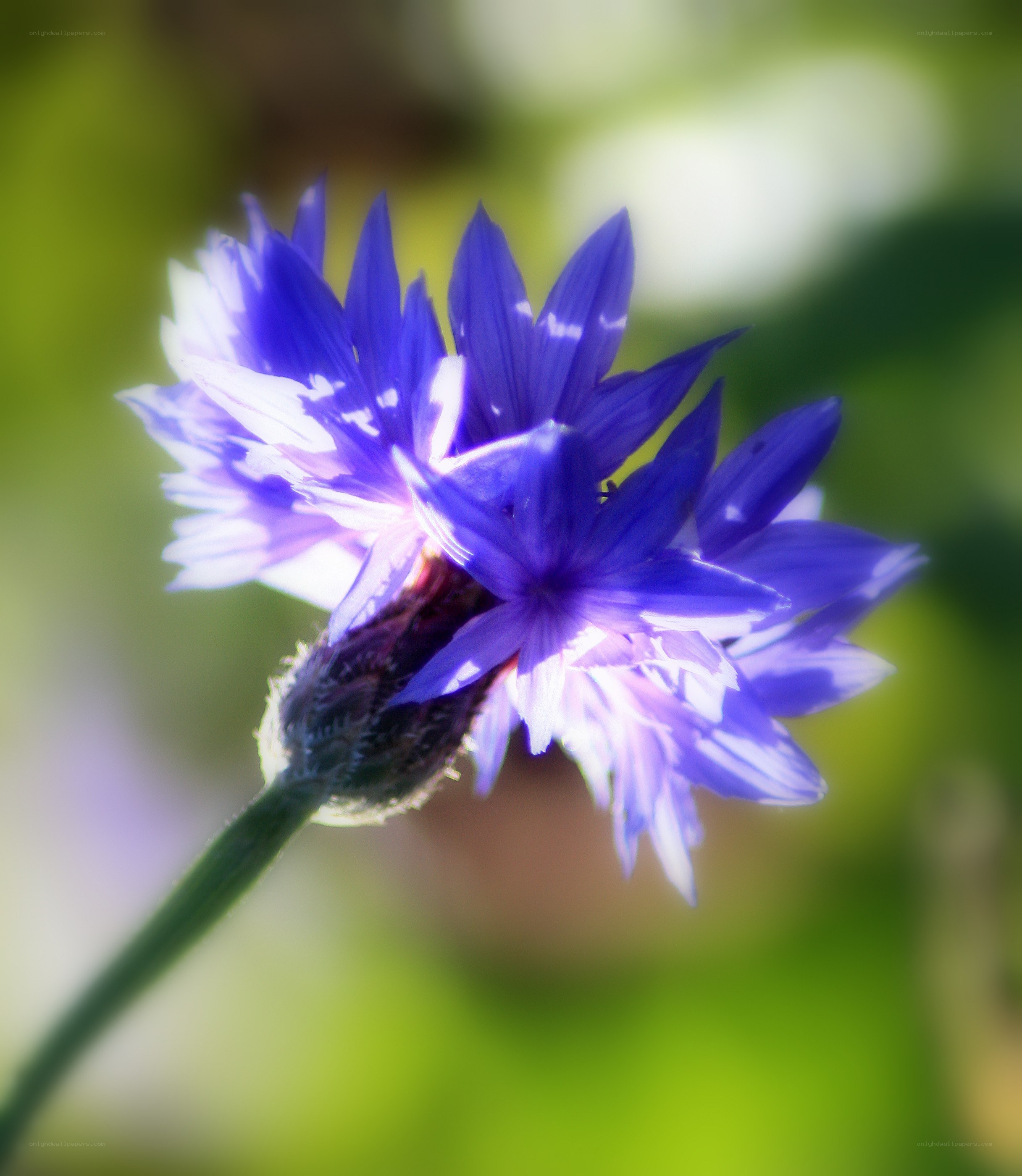 Purple cornflower in sunlight