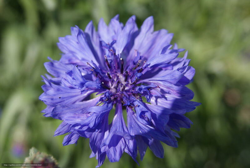 purple cornflower in sunlight