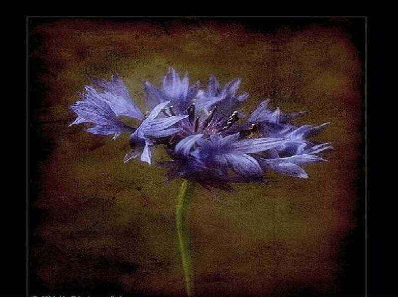 Purple Cornflower