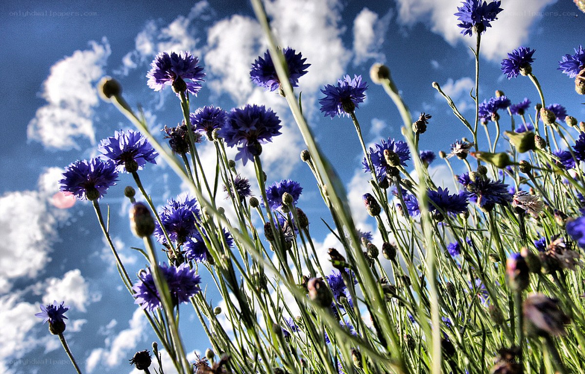 Purple cornflowers against blue sky
