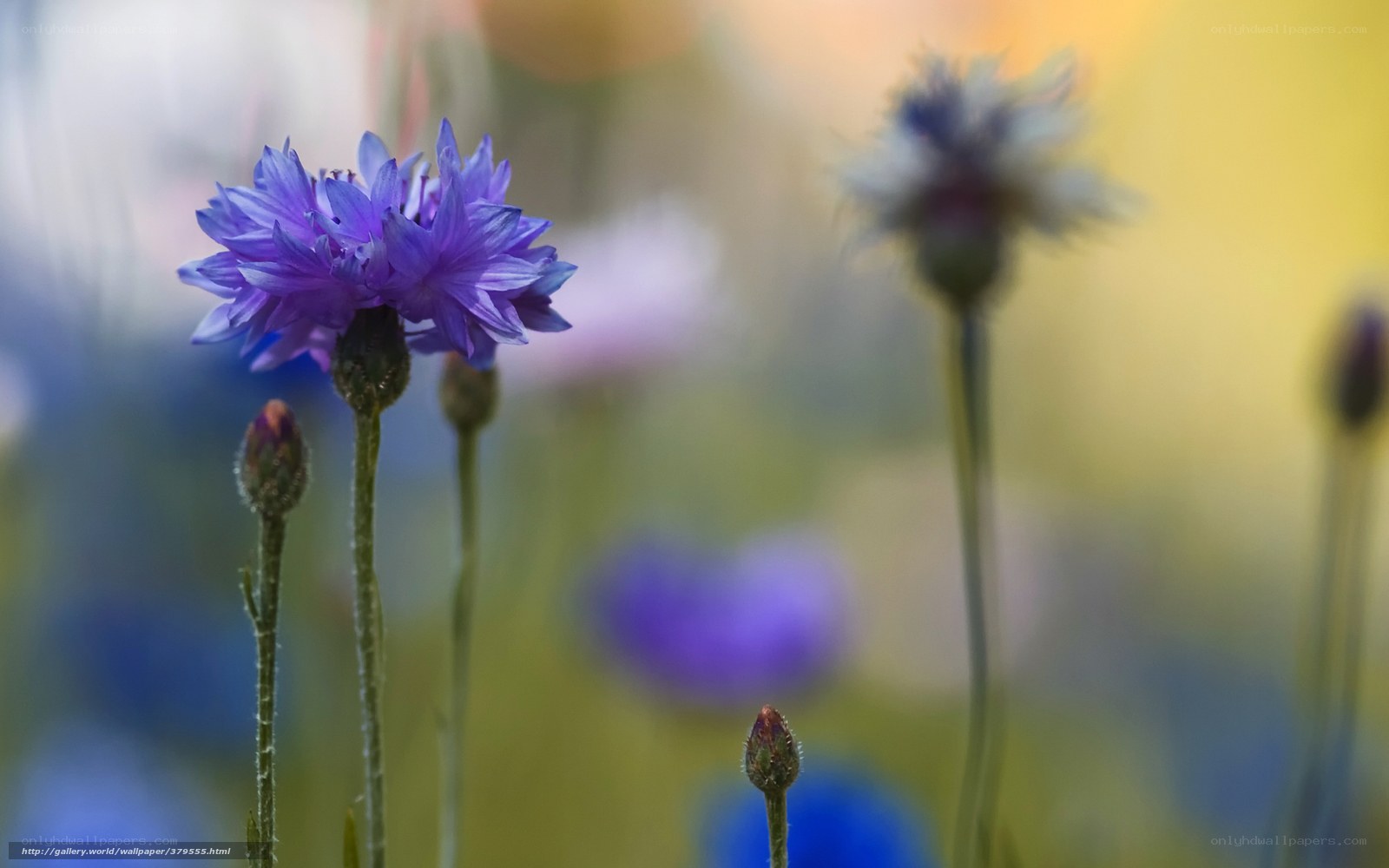 Purple cornflowers in a field