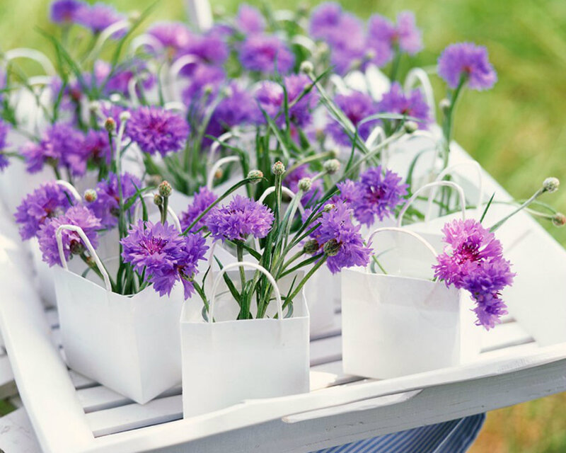 Purple Cornflowers in Bags
