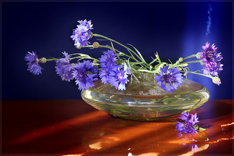 Purple Cornflowers in Bowl