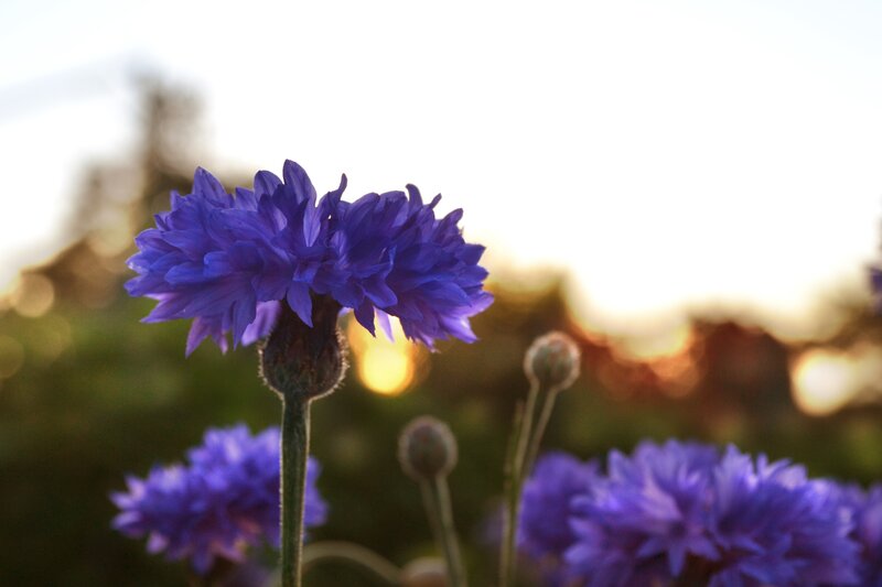 Purple Cornflowers in Field — Serene