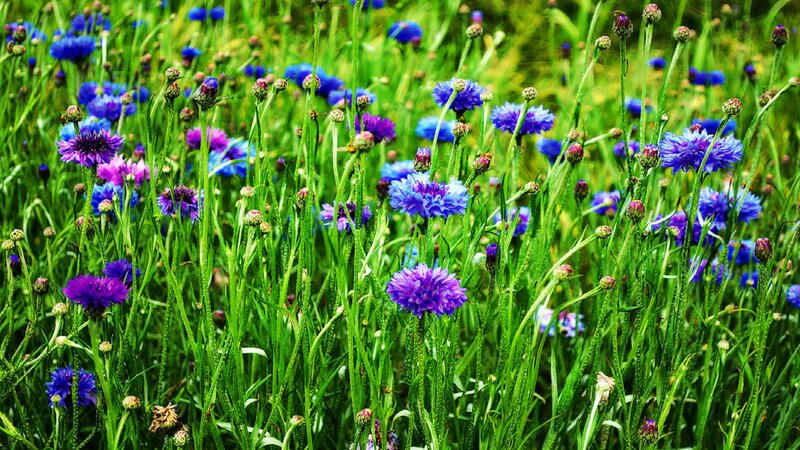 Purple Cornflowers in Field