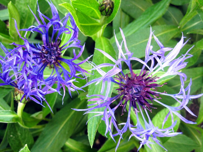 Purple Cornflowers