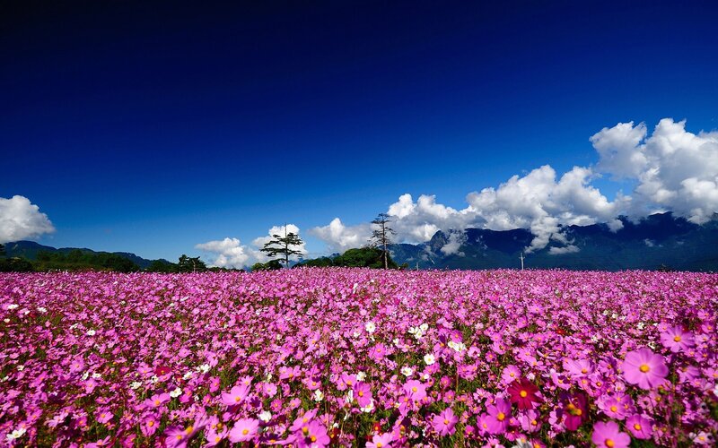Purple Cosmos Field — Serene, Afternoon