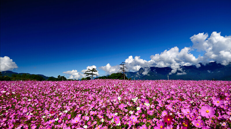 Purple Cosmos Field — Serene