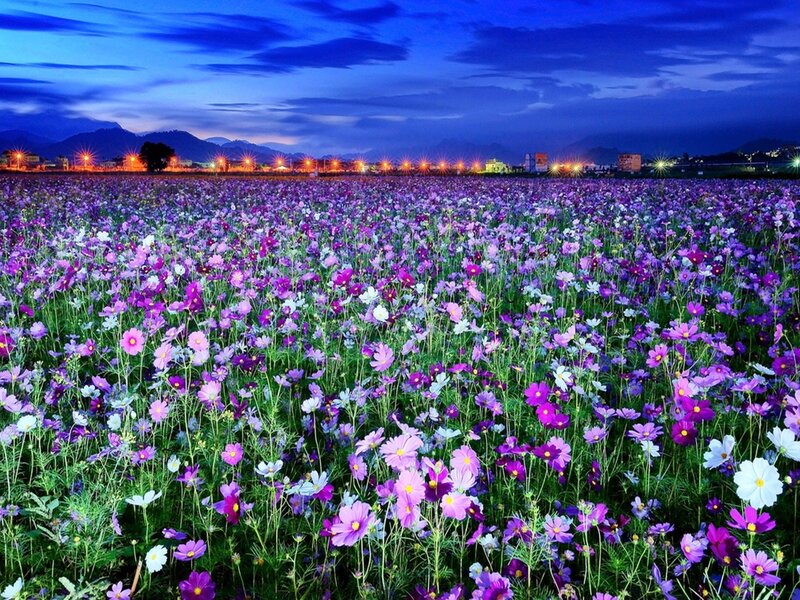 Purple Cosmos Field
