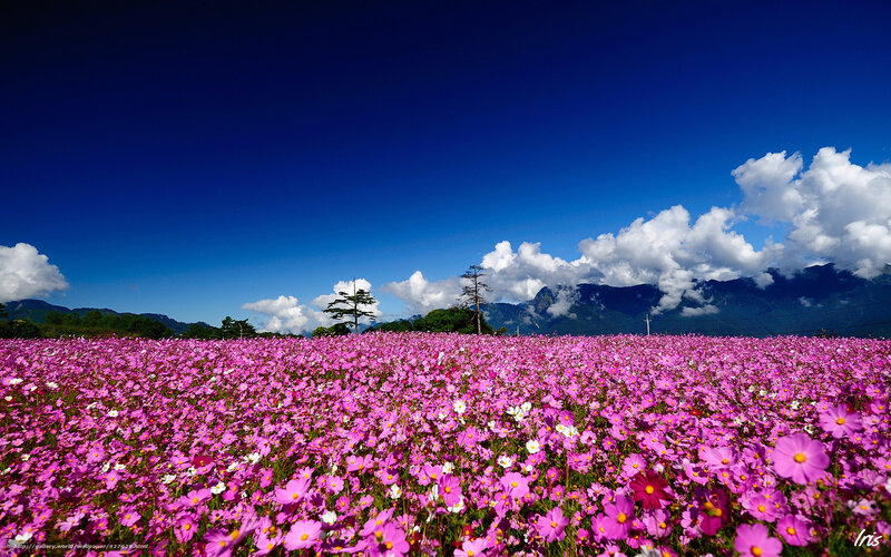 Purple cosmos field under blue sky