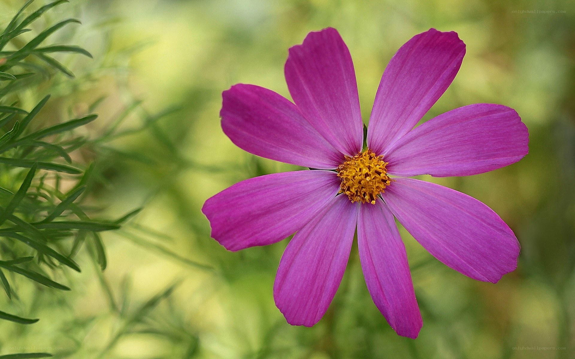 purple cosmos flower