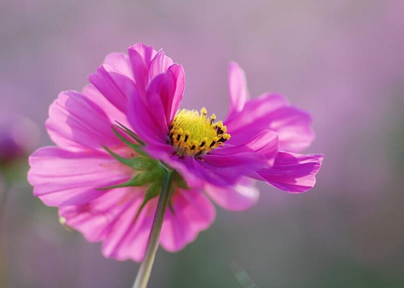 purple cosmos flower