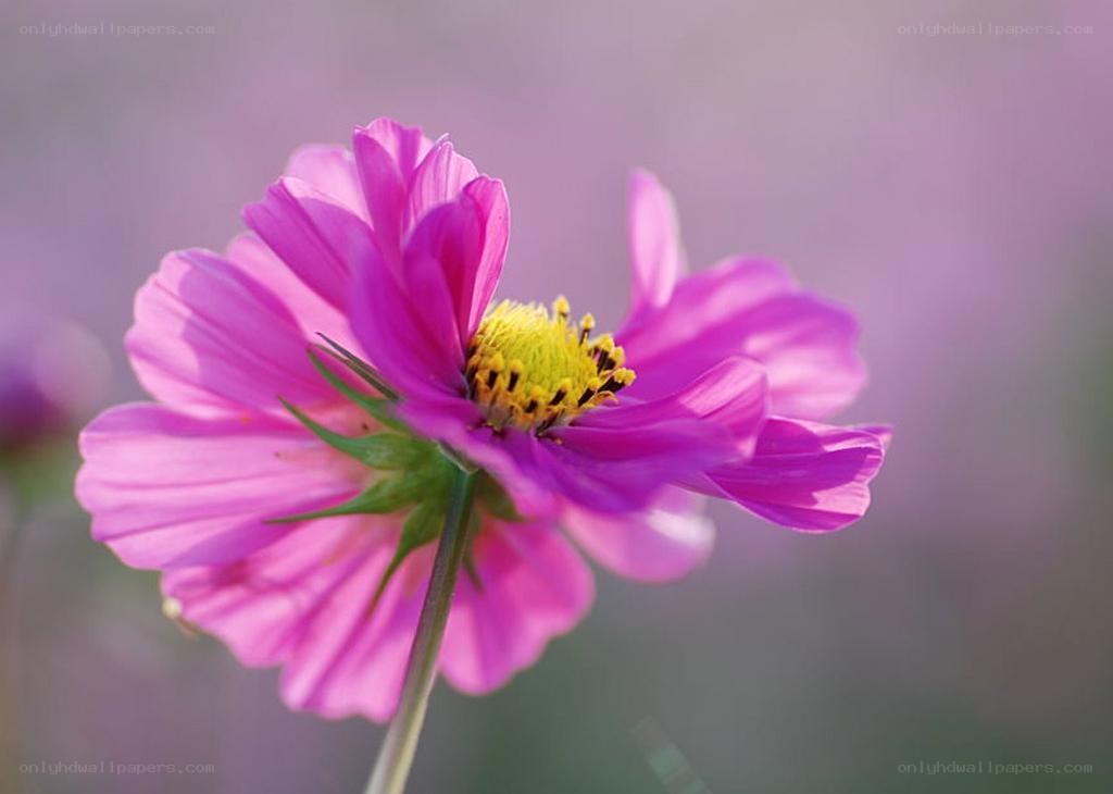 purple cosmos flower