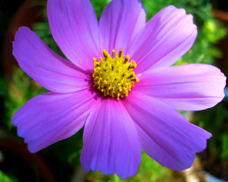 purple cosmos flower
