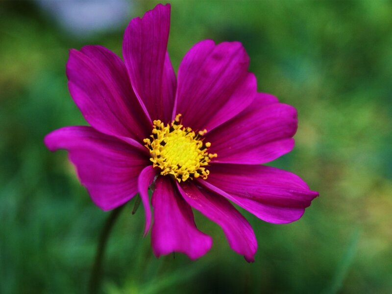 Purple Cosmos Flower — Calm, Afternoon