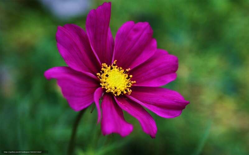 Purple Cosmos Flower — Calm, Photograph